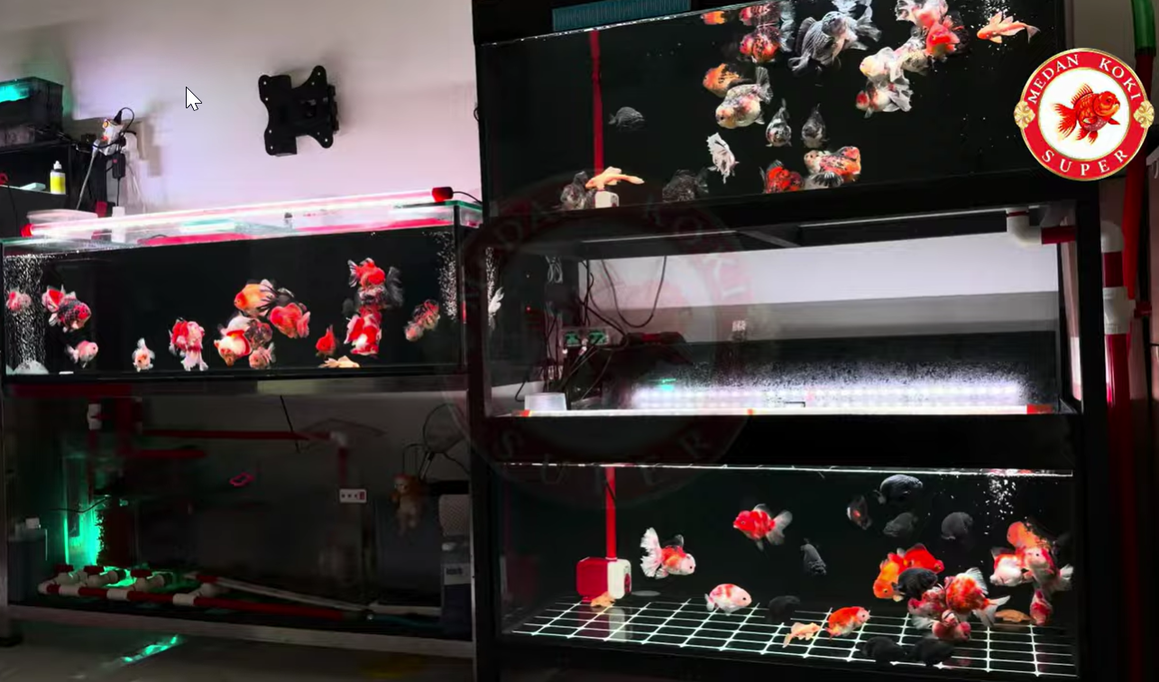 Jual Ikan Koki Berkualitas Di Medan - Medan Koki Super